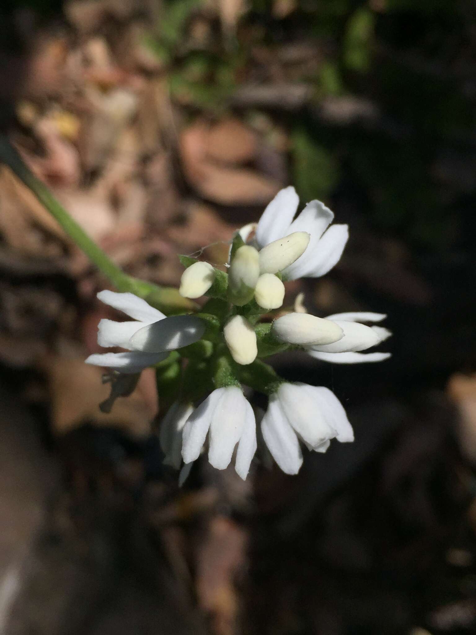 Слика од Aulosepalum nelsonii (Greenm.) Garay