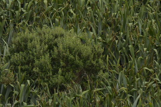 Image of Chatham Parakeet