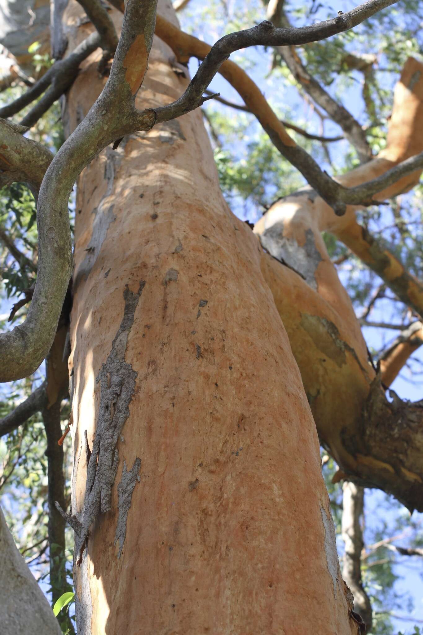 Image of gray gum