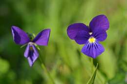 صورة <i>Viola lutea</i> var. <i>westfalica</i> A. A. H. Schulz