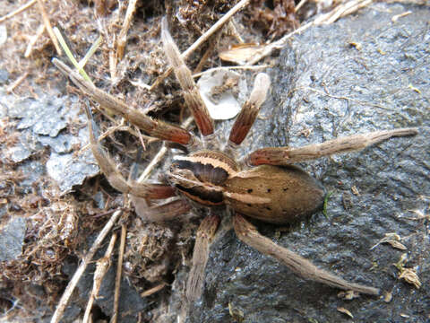 Image of Dolomedes minor L. Koch 1876