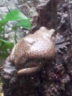 Image of Barking Treefrog