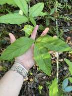 Слика од Arisaema triphyllum (L.) Schott