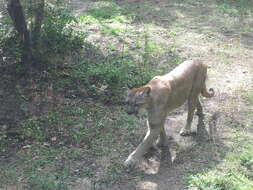 Слика од Puma concolor coryi