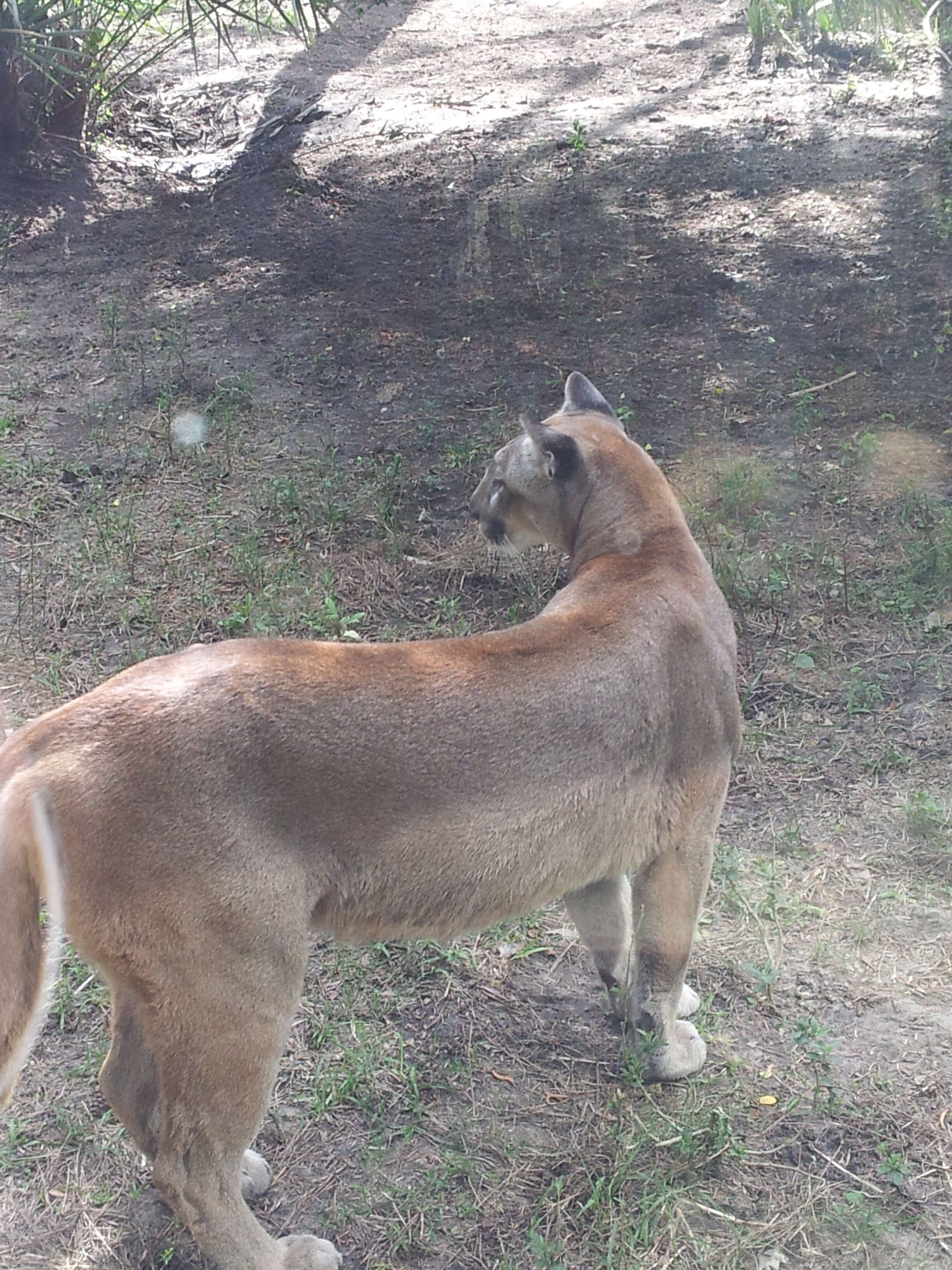 Image of Puma concolor coryi