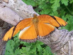 Image of Dryas