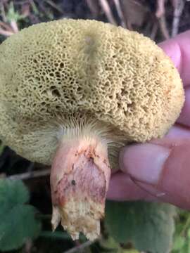 Image de Hortiboletus coccyginus