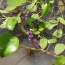 Image of egret mudplantain