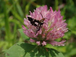 Image of Thyris usitata Butler 1879
