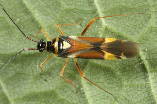 Image of Cyllecoris