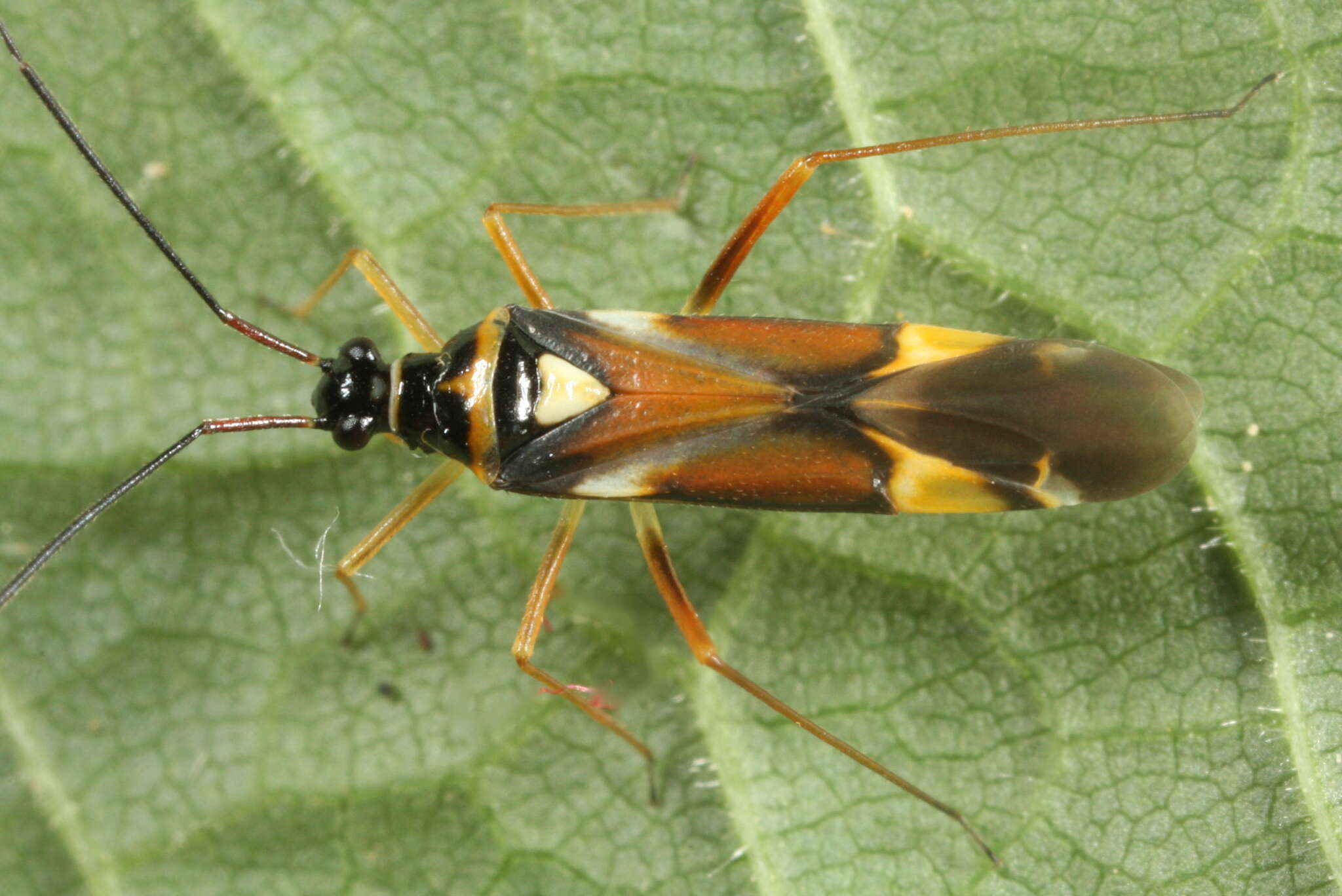 Sivun Cyllecoris kuva