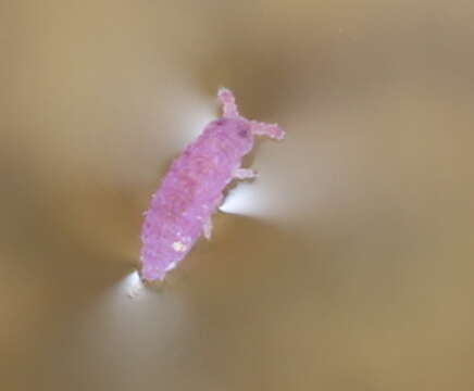 Image of Springtail