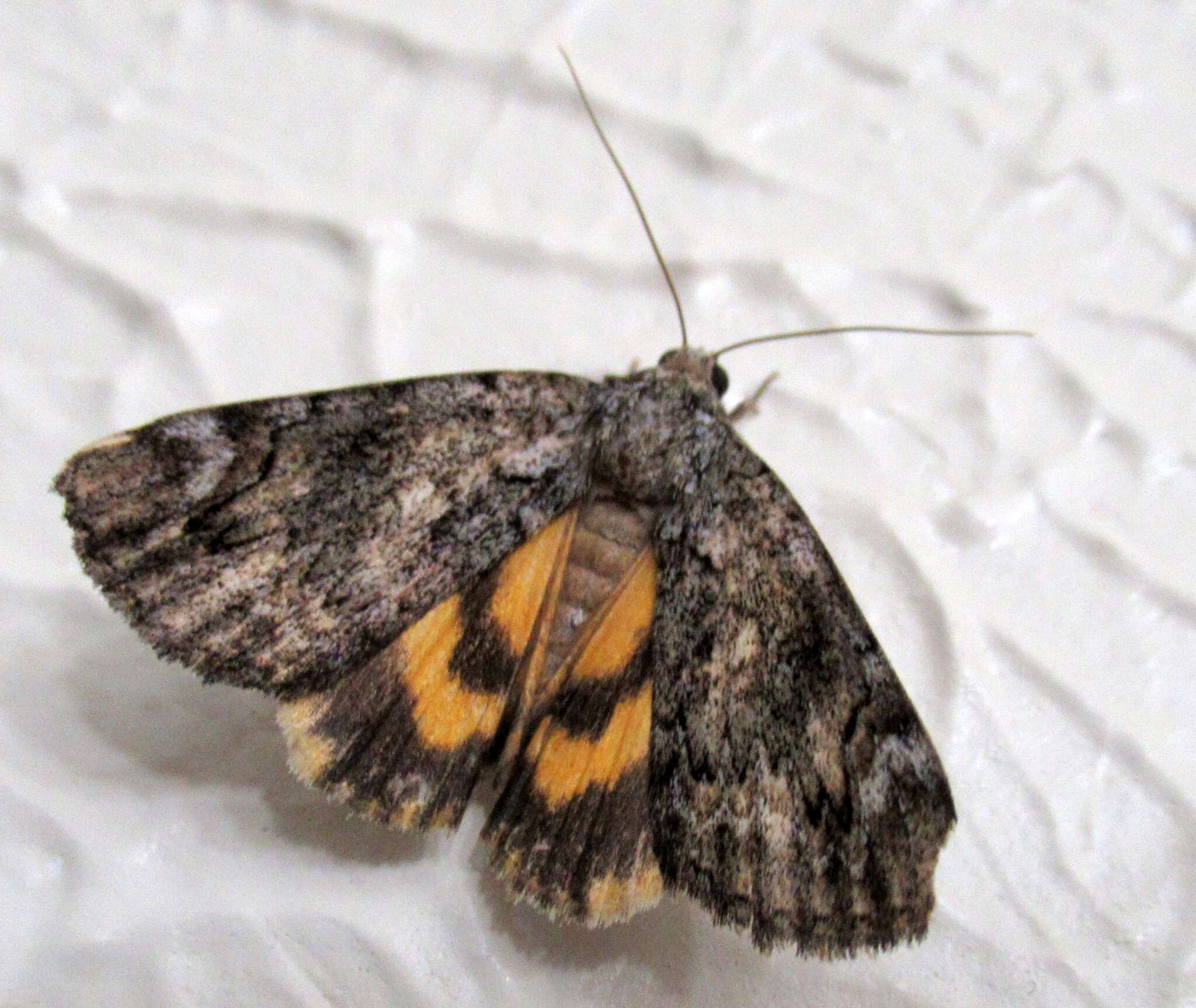 Image of Little Underwing