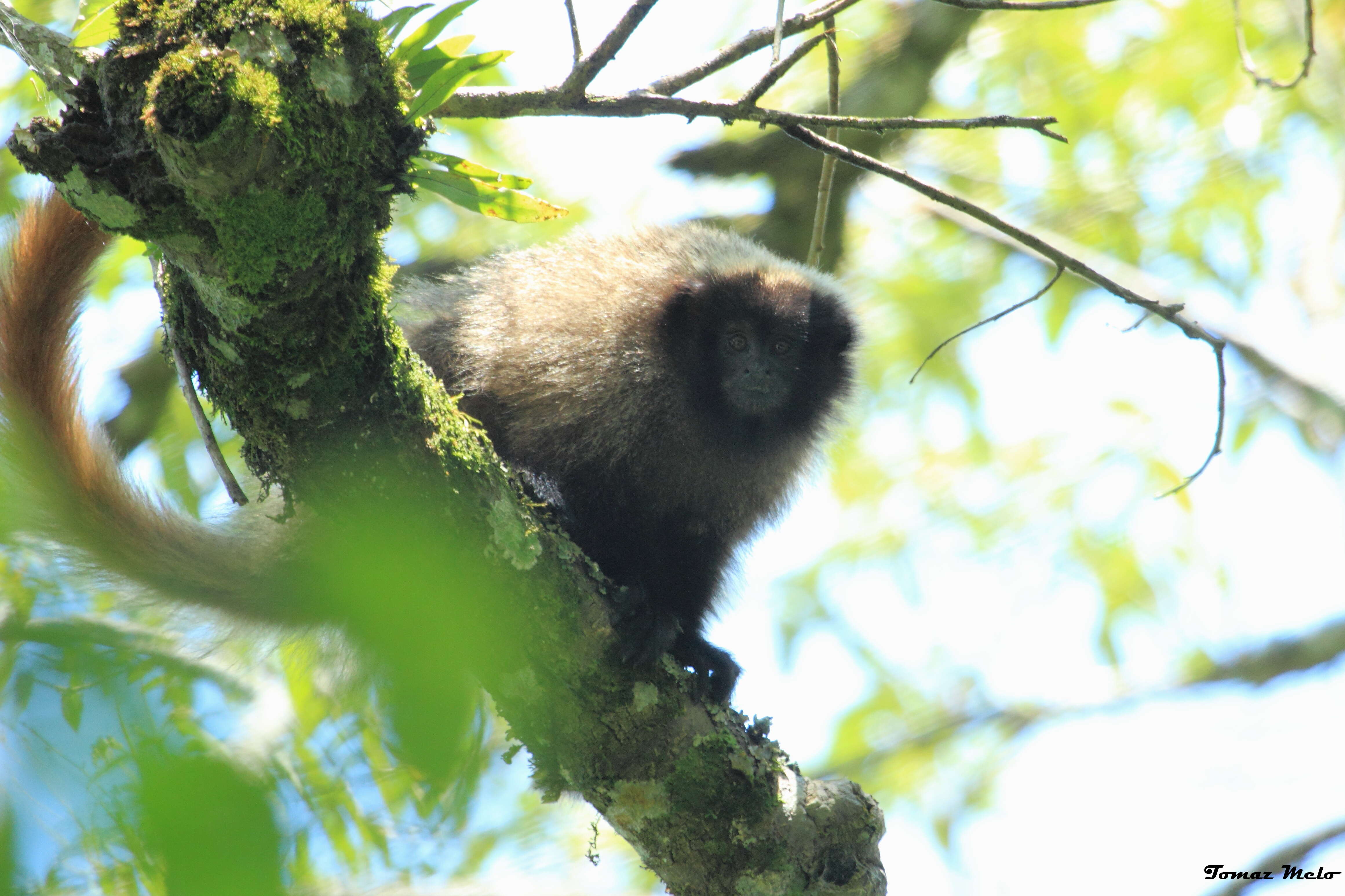 Image of Black-fronted Titi Monkey