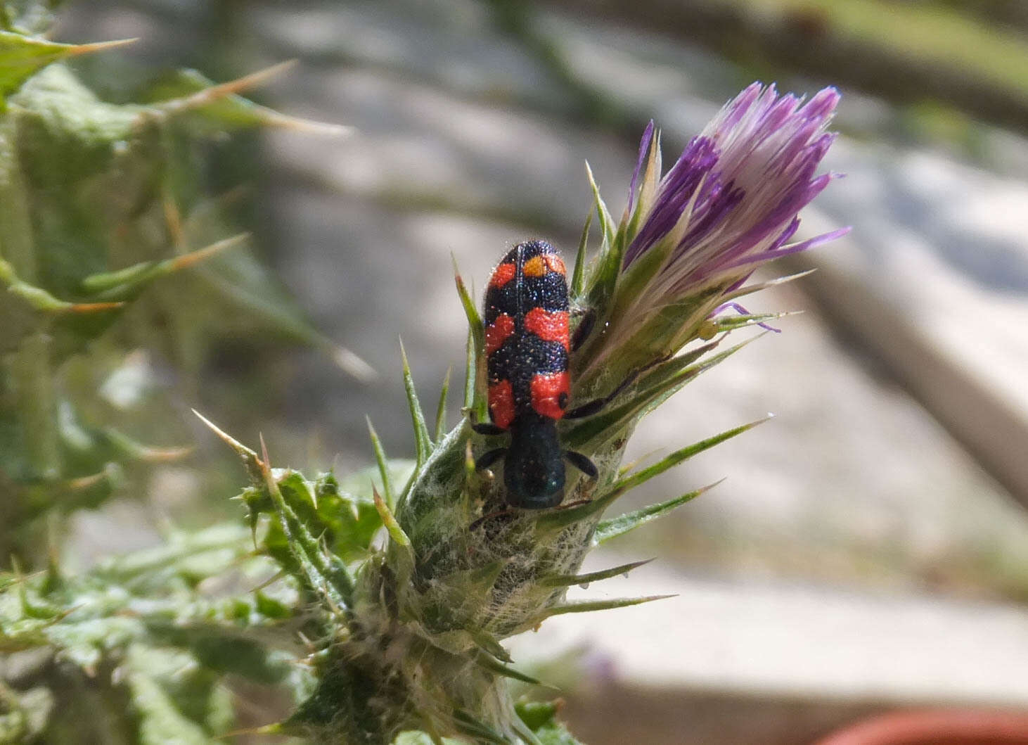 Image of <i>Trichodes leucopsideus</i>