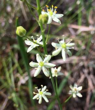 Image of White Sunnybell