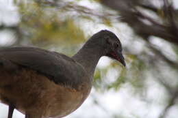 Image de Ortalide chacamel