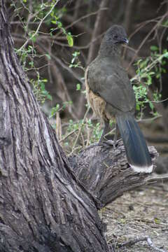 Image of Plain Chachalaca