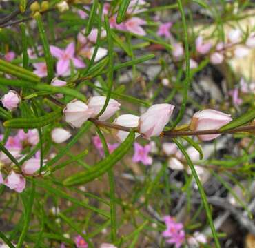 Image of Boronia splendida M. F. Duretto