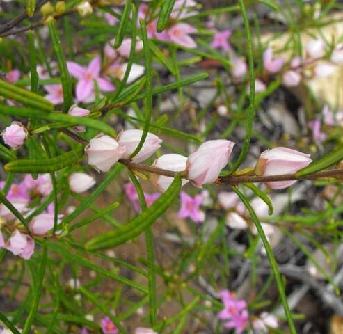 Image of Boronia splendida M. F. Duretto