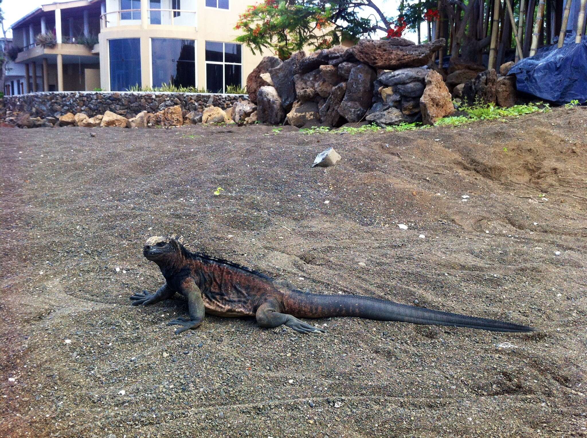 Image of marine iguana