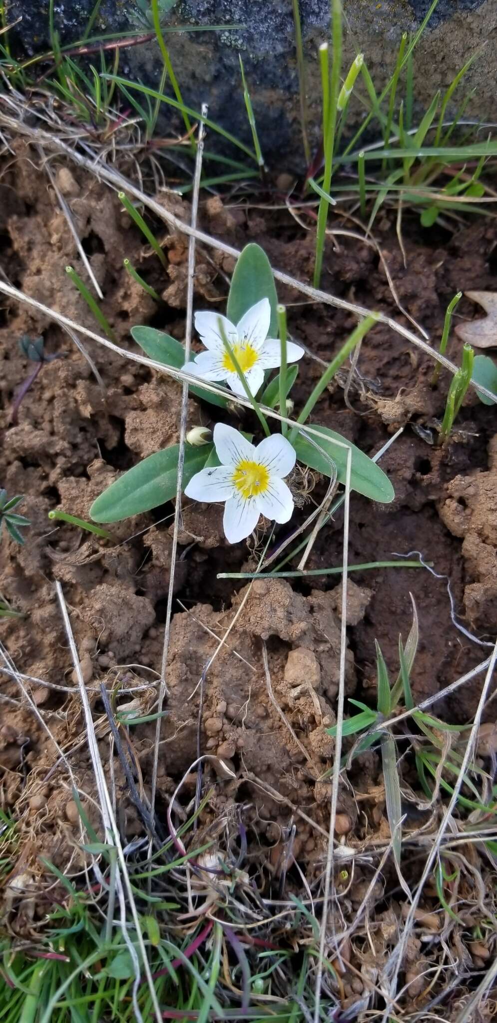 Слика од Hesperochiron pumilus (Griseb.) Porter