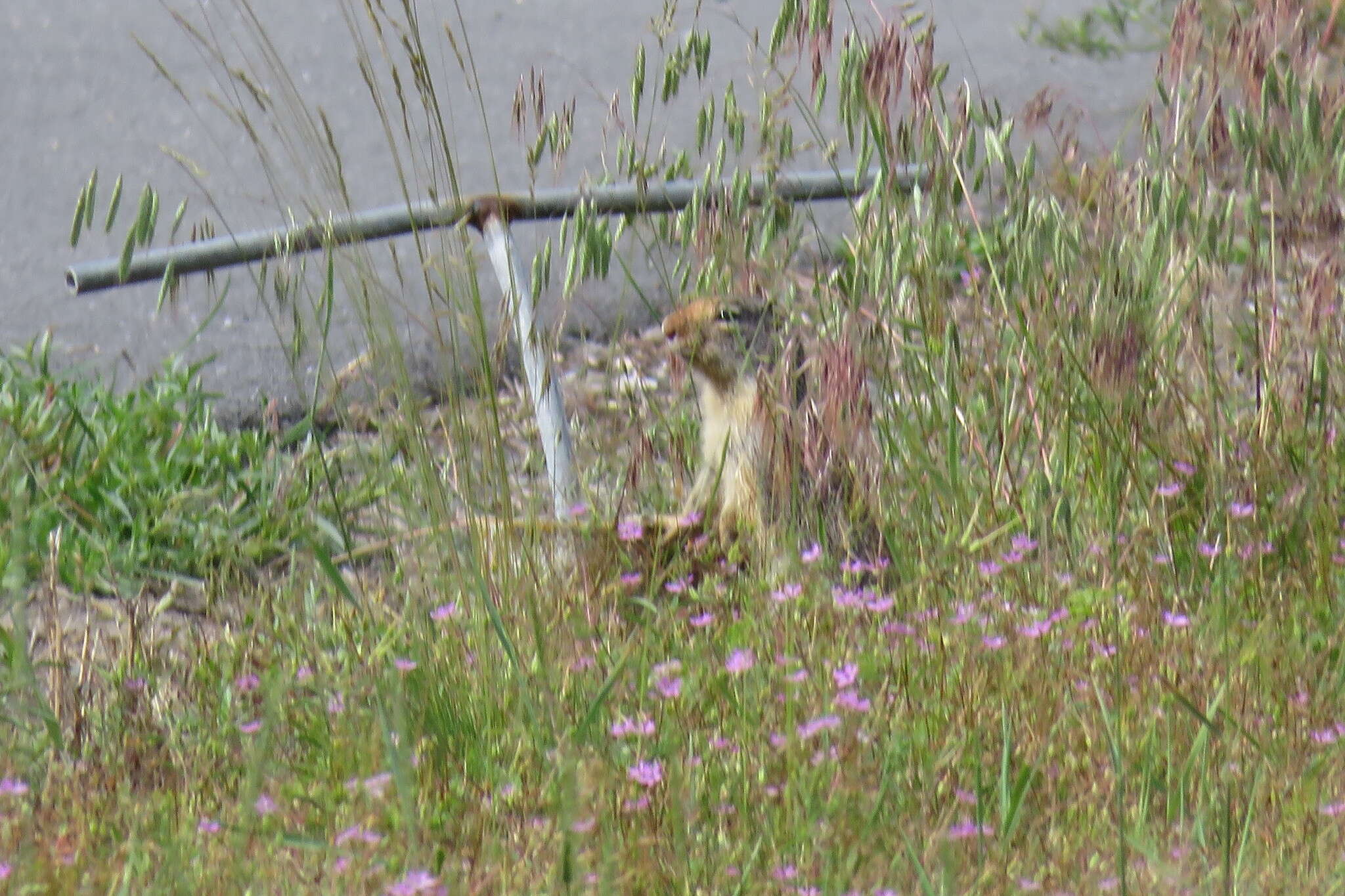 Image of Columbian ground squirrel