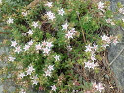 Image of Cockerell's stonecrop