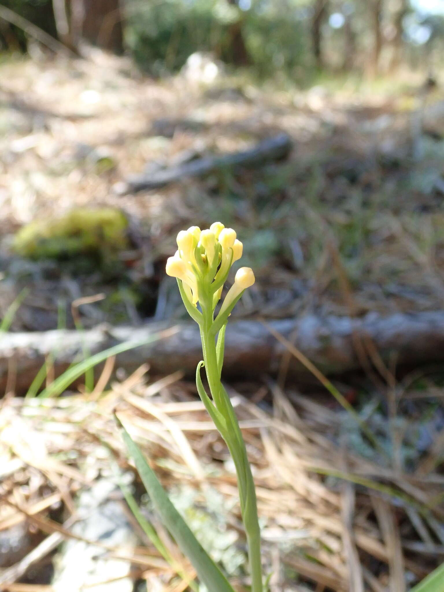 Image of Platanthera pallida P. M. Br.