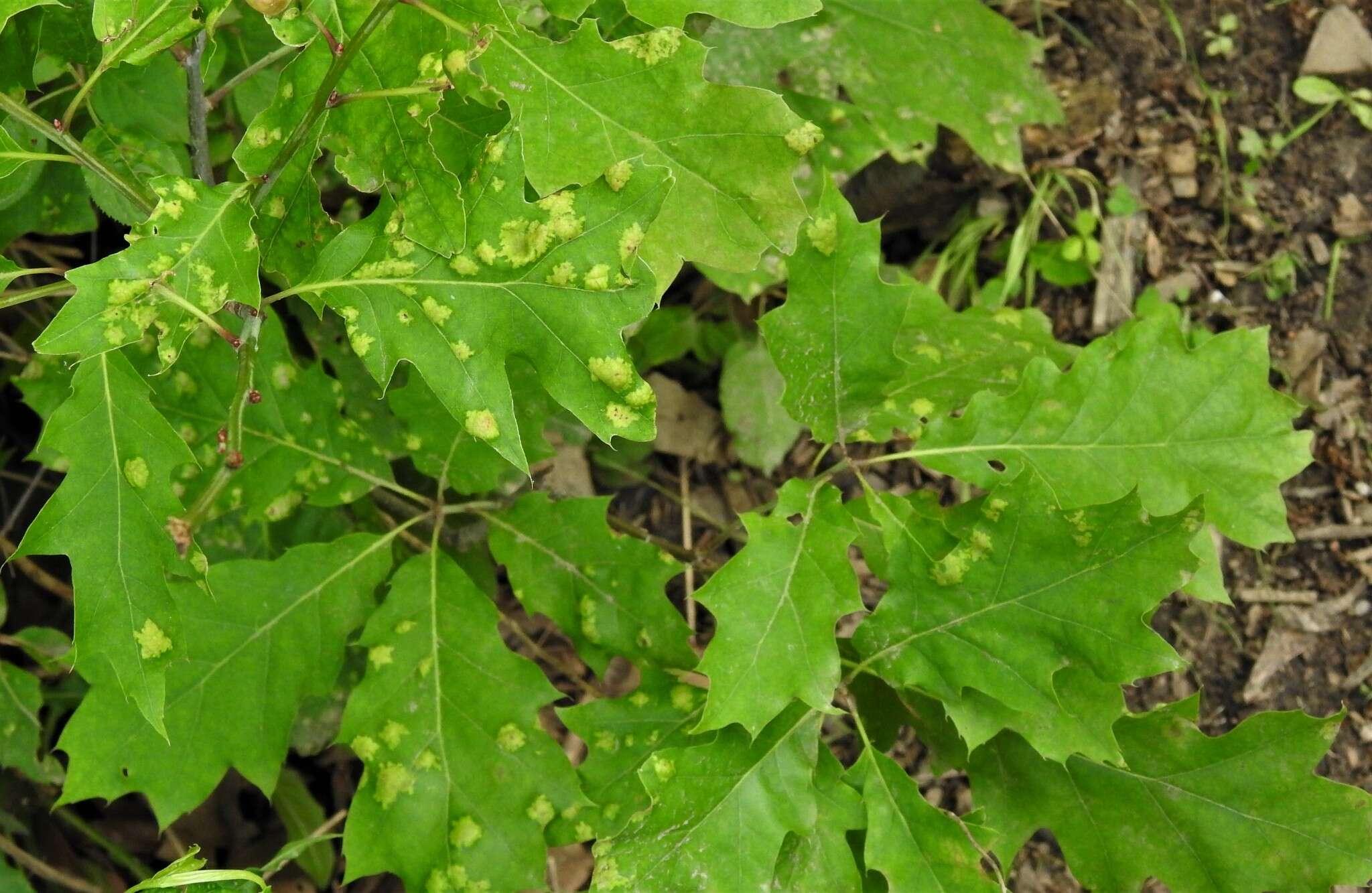 Image of Taphrina caerulescens (Desm. & Mont.) Tul. 1866