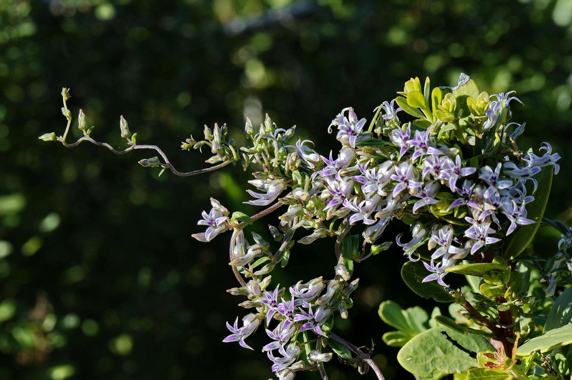 Cyphia crenata var. crenata resmi