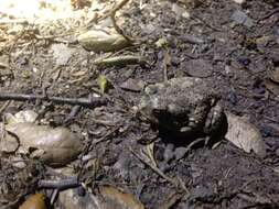 Image of Arroyo toad