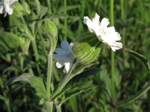 Imagem de Silene latifolia subsp. latifolia