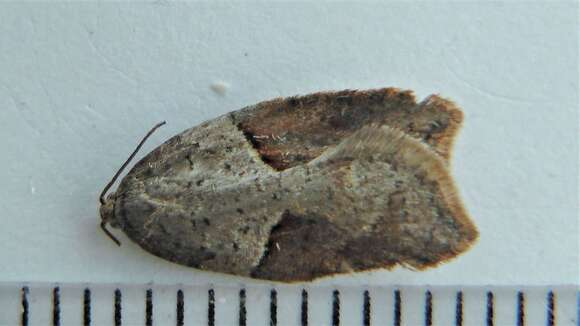 Acleris maccana Treitschke 1835的圖片