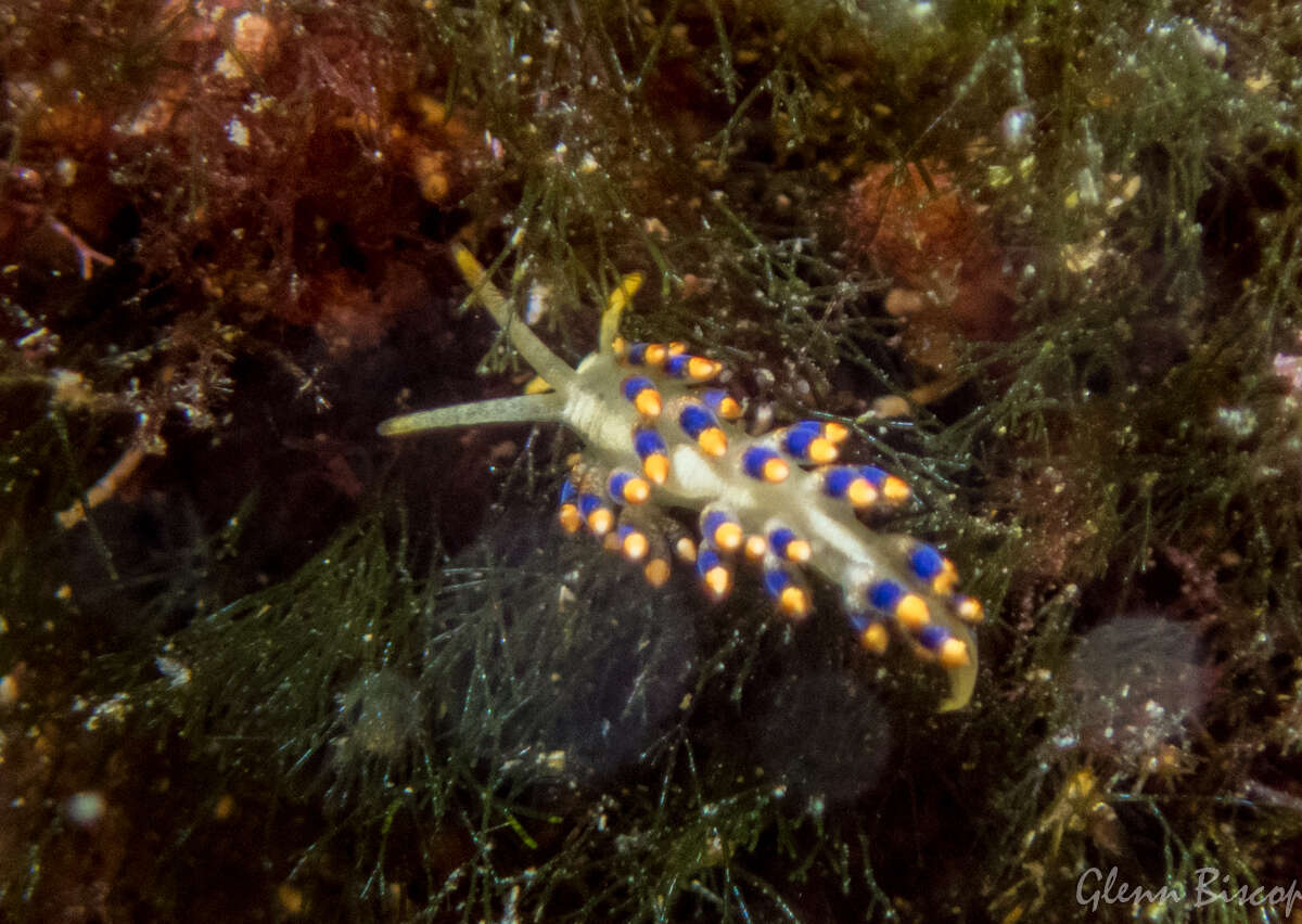 Image of Trinchesia morrowae Korshunova, Picton, Furfaro, Mariottini, Pontes, Prkić, Fletcher, Malmberg, Lundin & Martynov 2019