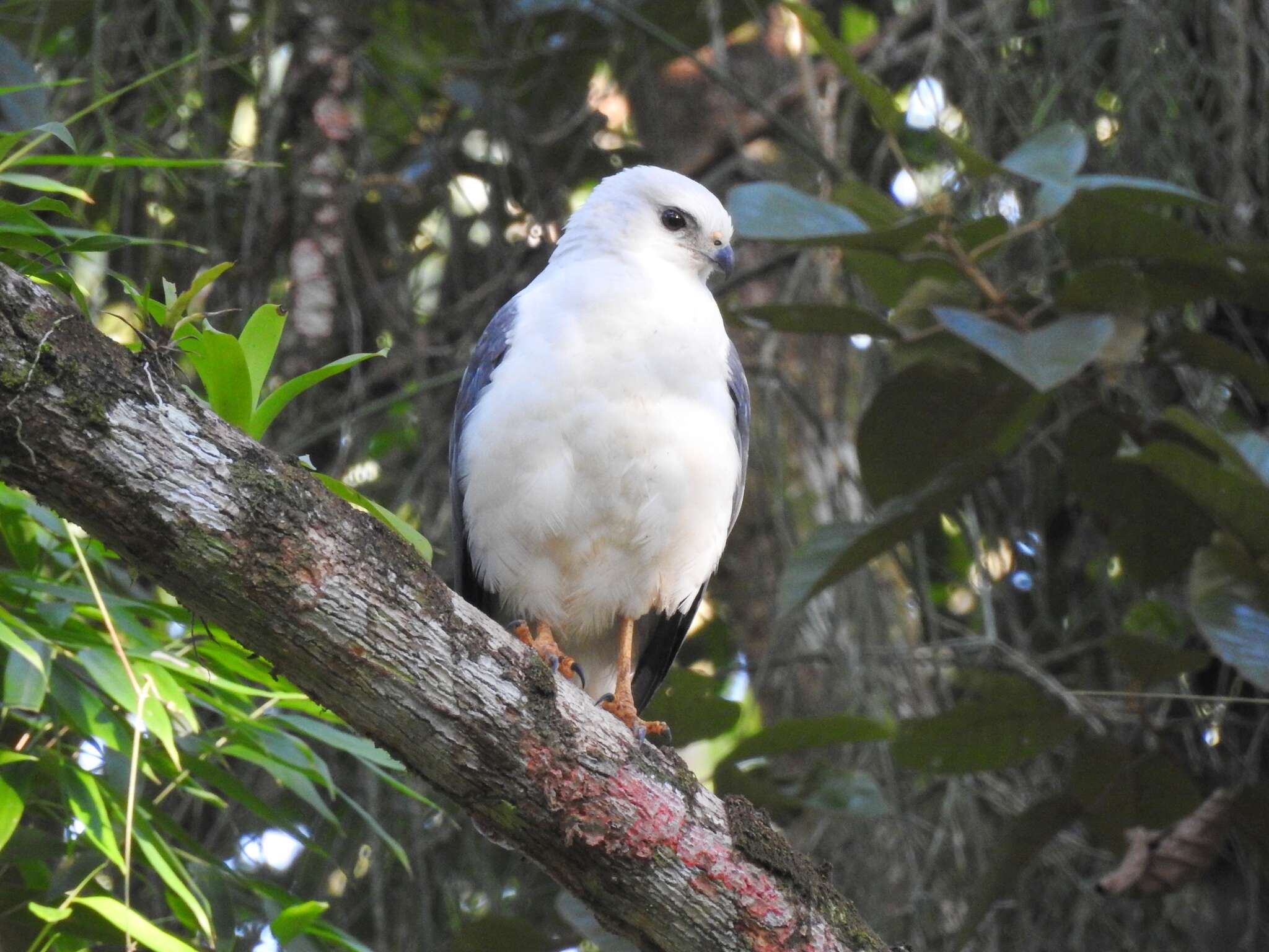 Image of White-necked Hawk