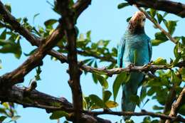 Image of Yellow-shouldered Amazon