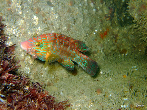 Image of Corkwing Wrasse