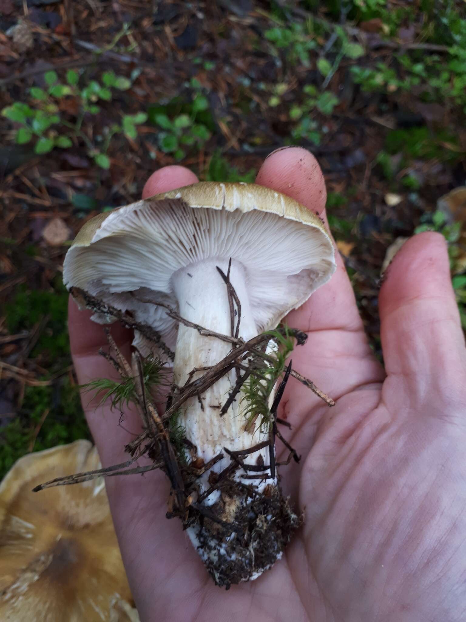 Image of Tricholoma arvernense Bon 1976