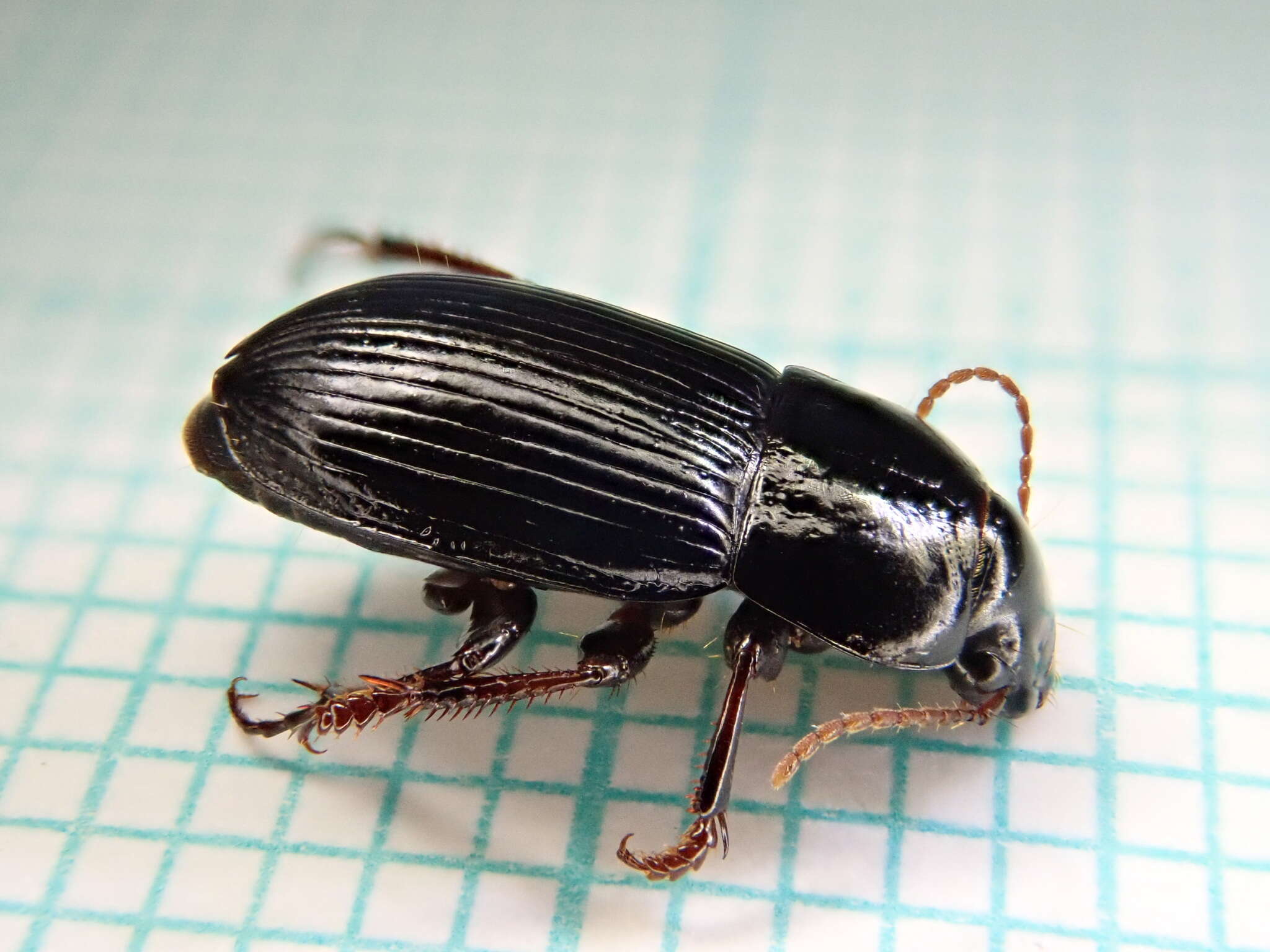 Image of Harpalus (Harpalus) tardus (Panzer 1796)