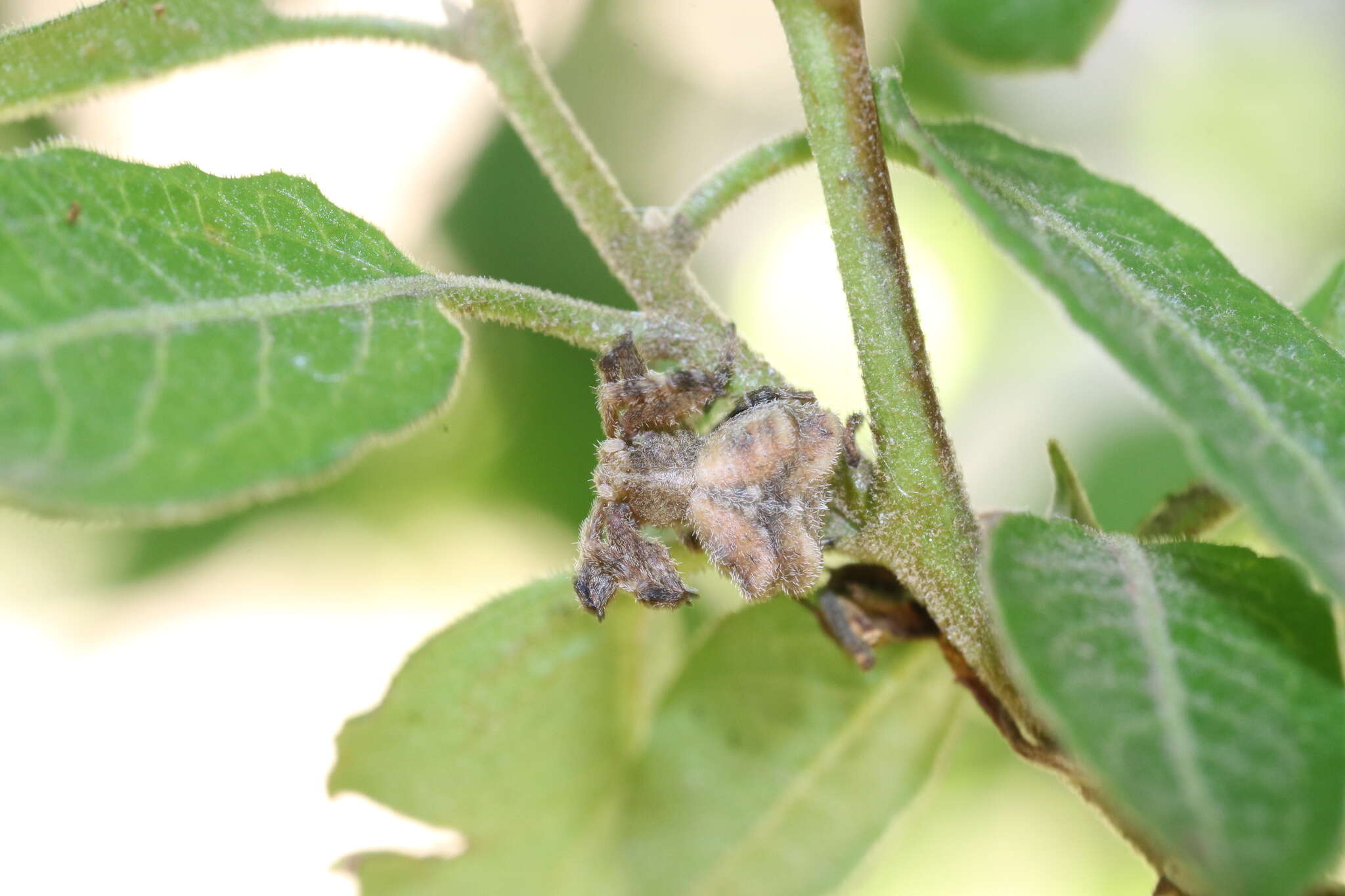 Image of Coenypha ditissima