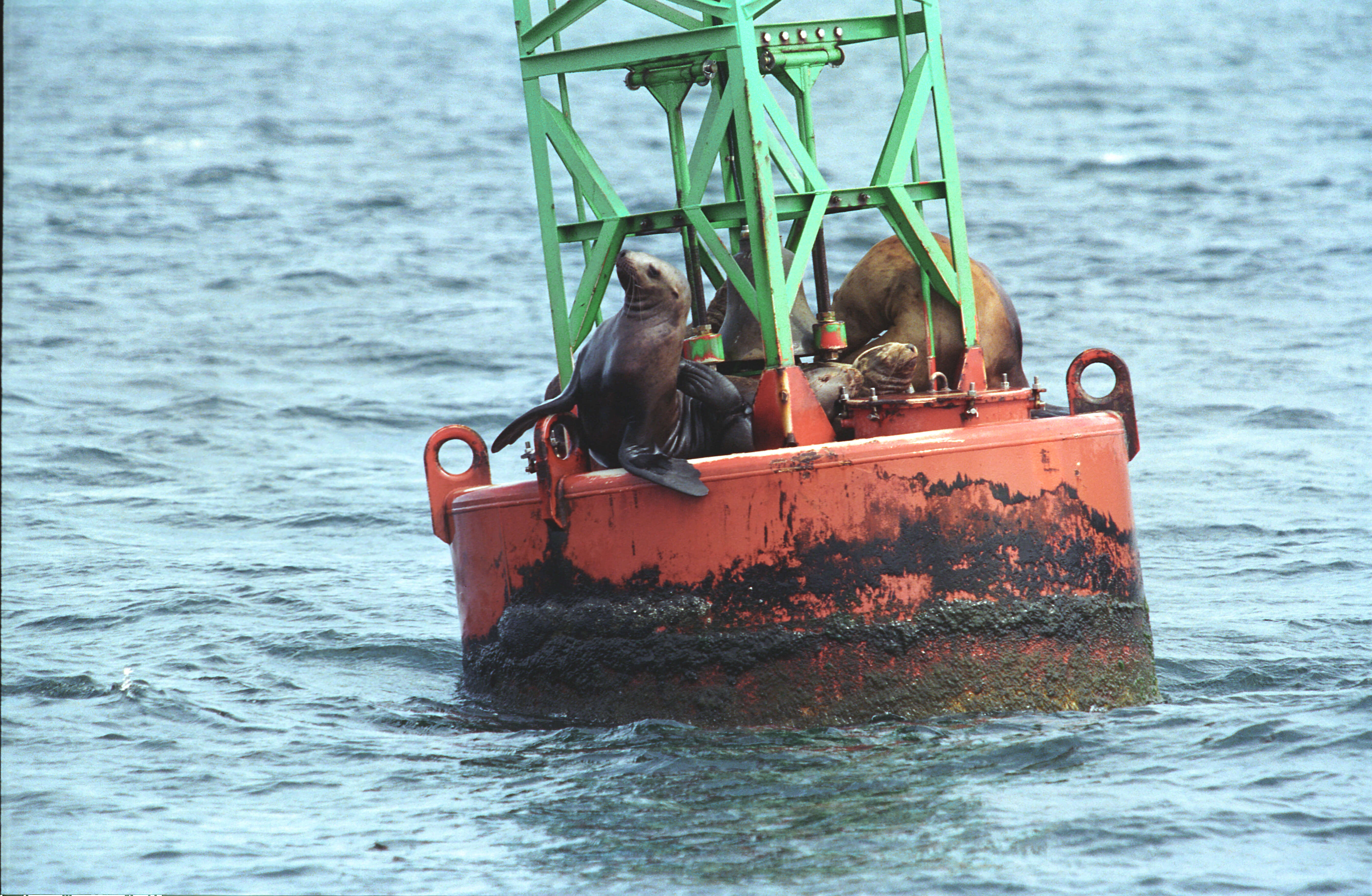 Image of northerns sea lions