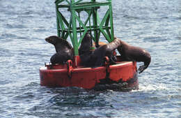 Image of northerns sea lions