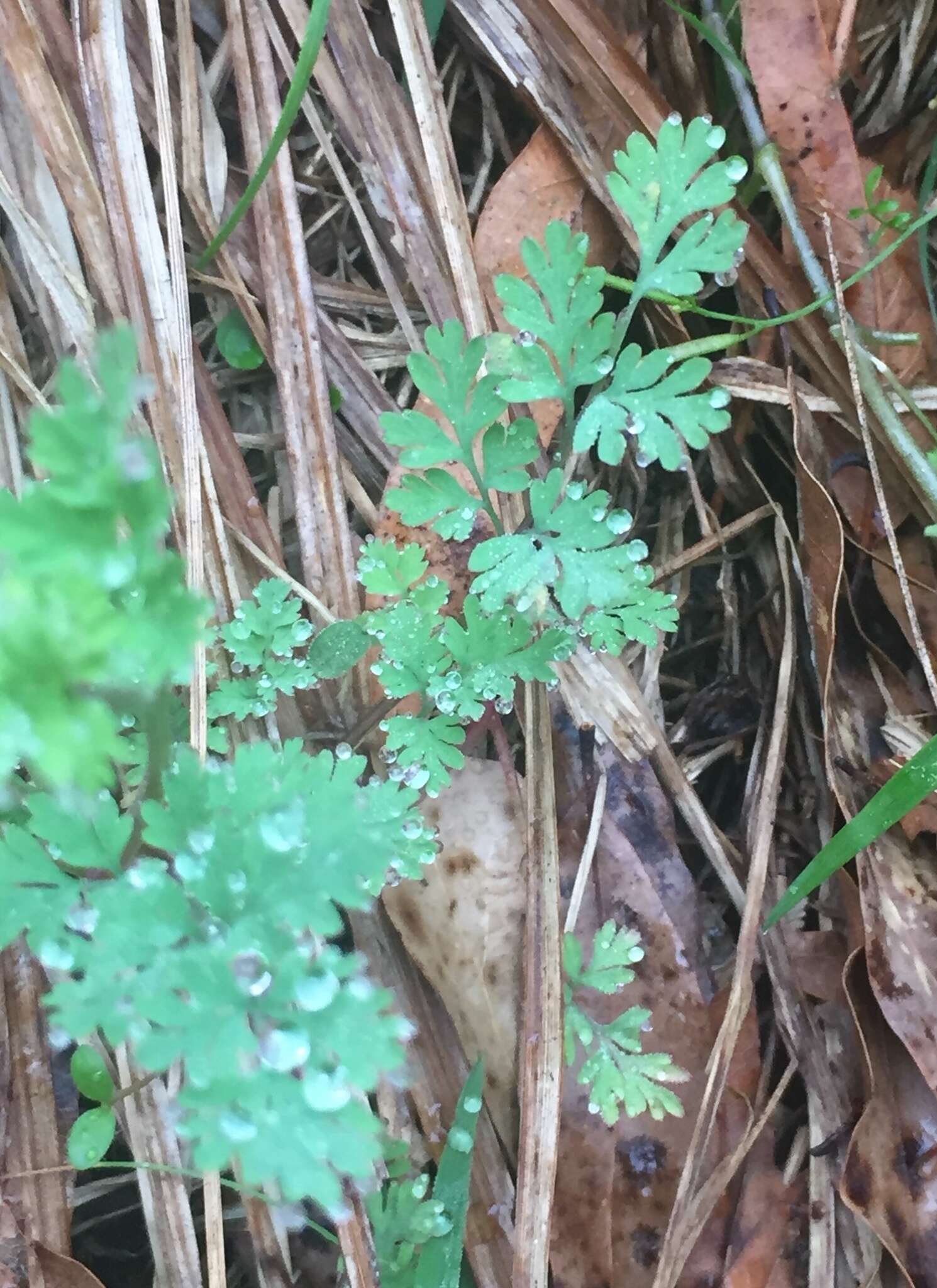 Image of smallflower fumewort