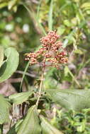 Image of Miconia alata (Aubl.) DC.