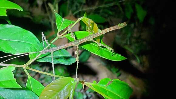 Image of Lobolibethra