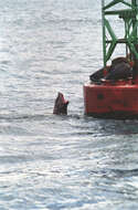 Image of northerns sea lions