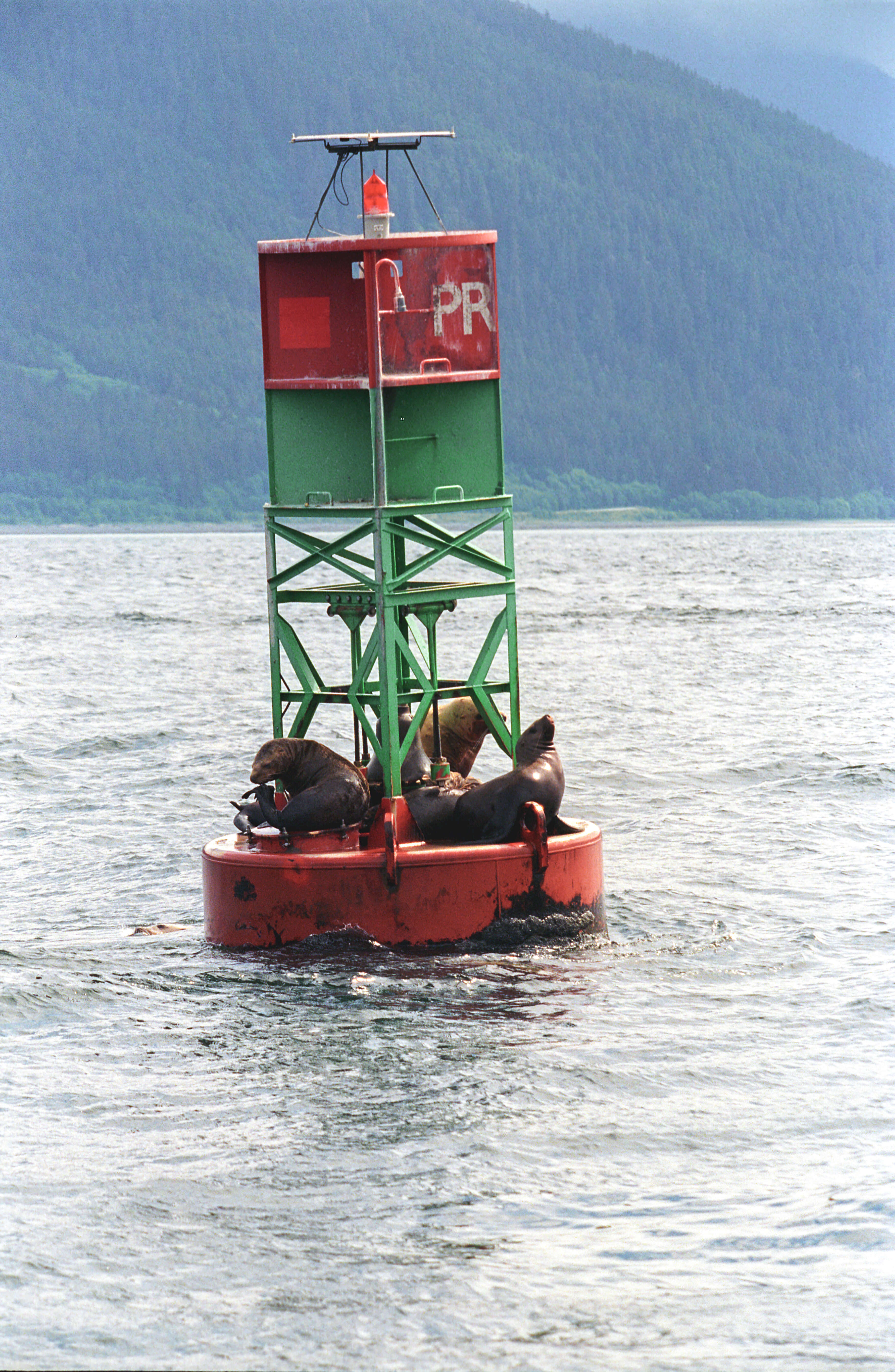 Image of northerns sea lions