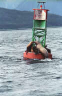 Image of northerns sea lions