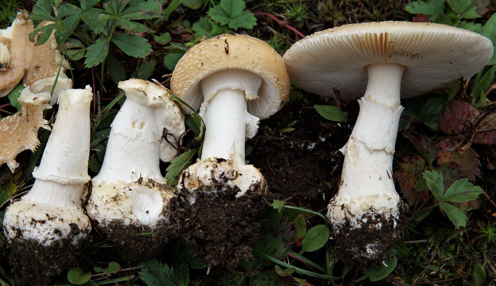 Image of Amanita crenulata Peck 1900